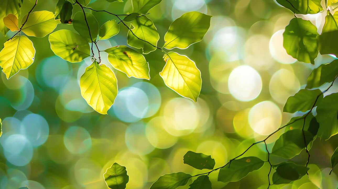 Sonnenlicht scheint durch grüne Blätter, im Hintergrund unscharfe Lichtreflexe
