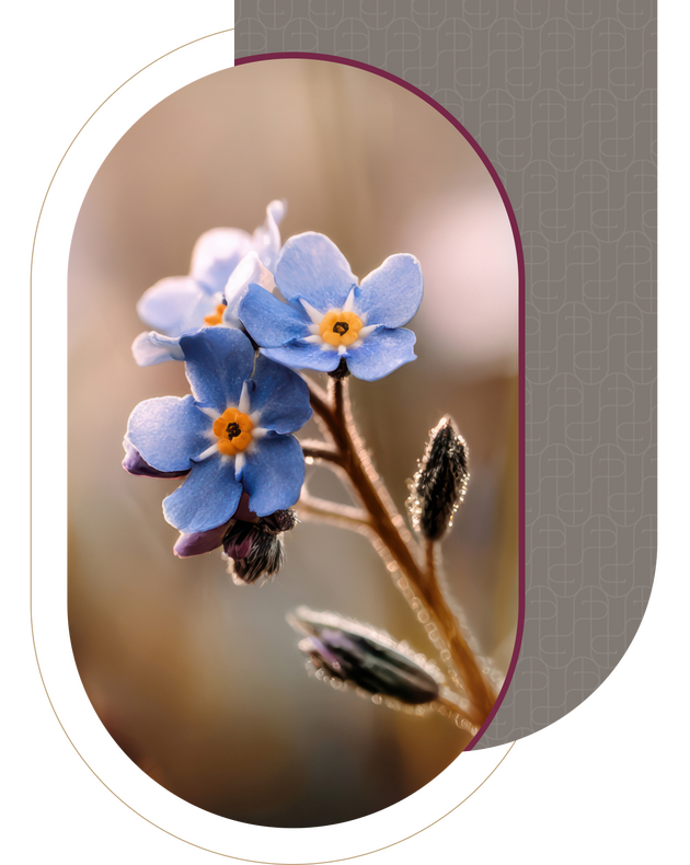 Blaue Vergissmeinnicht-Blüten im warmen Licht