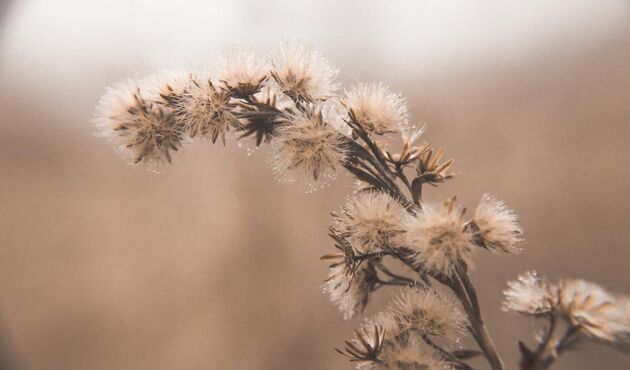 Verblühte Distel mit Samenständen in Nahaufnahme