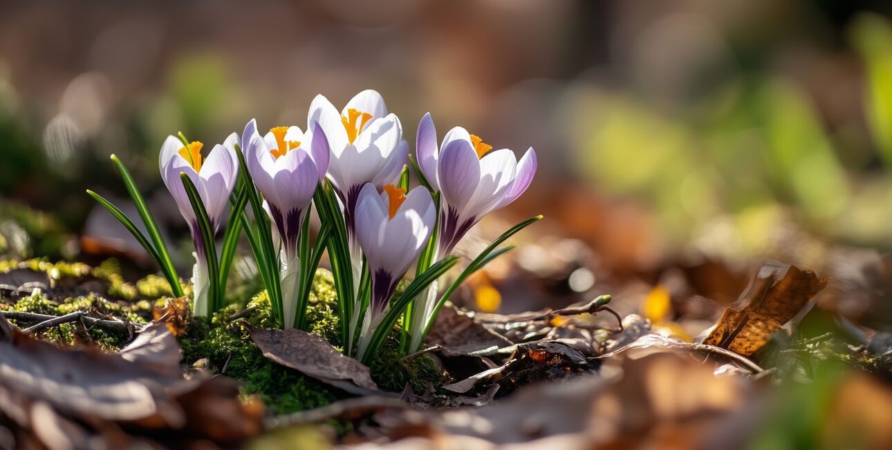 Weiß-violette Krokusse zwischen Herbstlaub