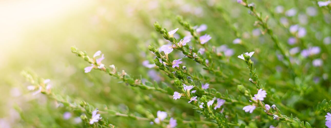 Grüne Pflanze mit kleinen violetten Blüten