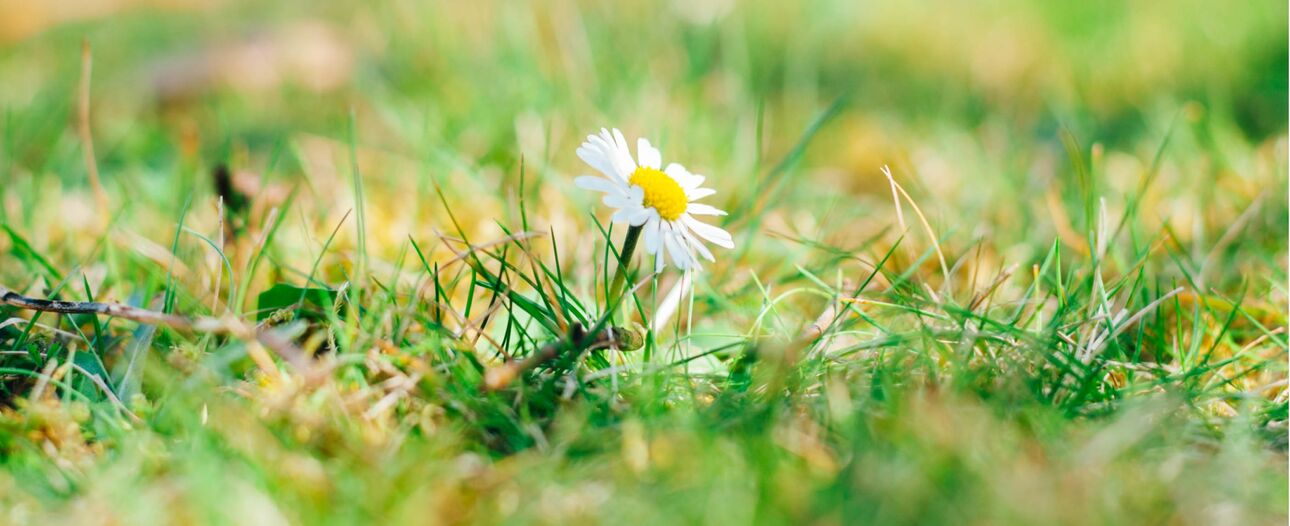 Einzelnes Gänseblümchen in grüner Wiese