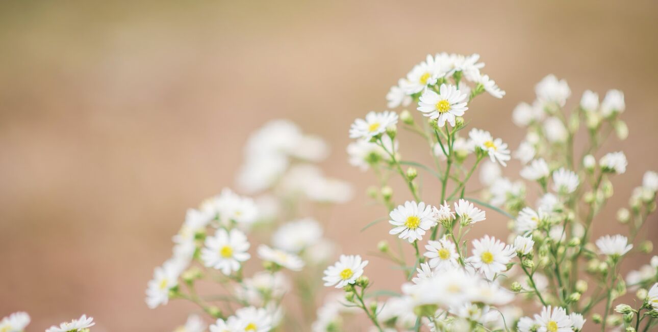 Weiße Asternblüten in Nahaufnahme