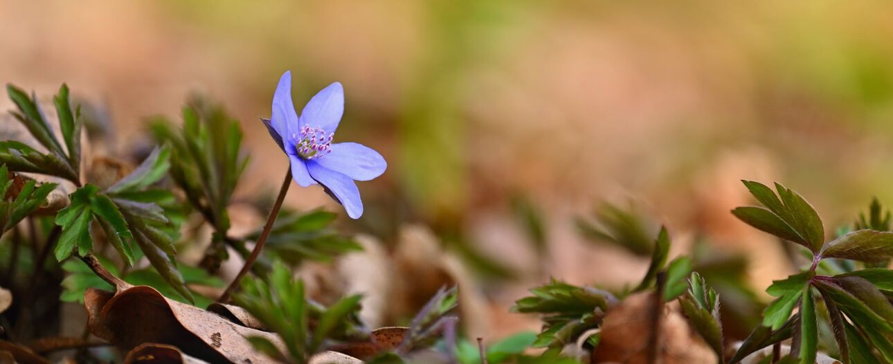 Blaue Leberblümchen-Blüte zwischen Laub und grünen Blättern