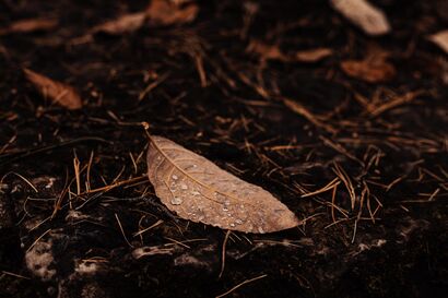 Vertrocknetes Blatt mit Wassertropfen auf dunklem Waldboden