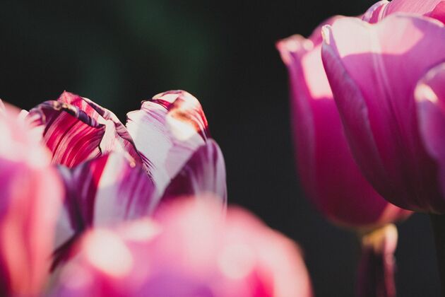 Nahaufnahme violetter Tulpen im Sonnenlicht