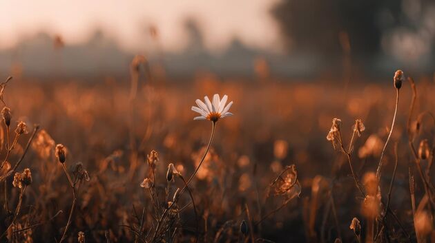 Weiße Blüte auf einer herbstlichen Wiese im Abendlicht
