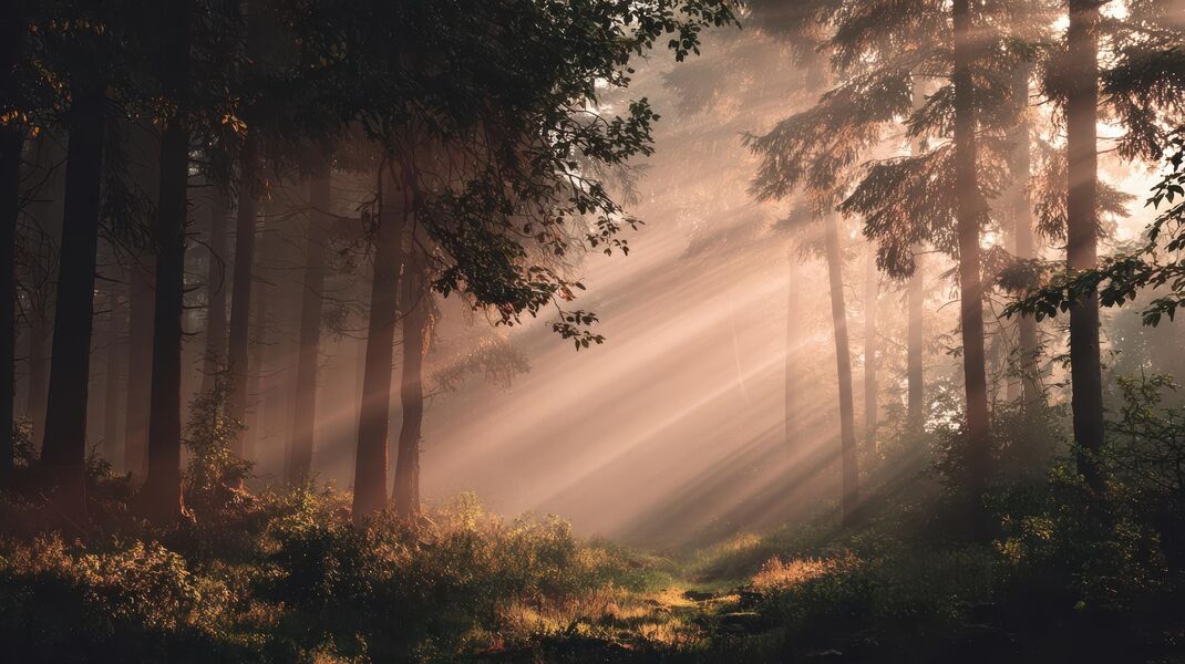 Sonnenstrahlen fallen durch einen nebligen Wald