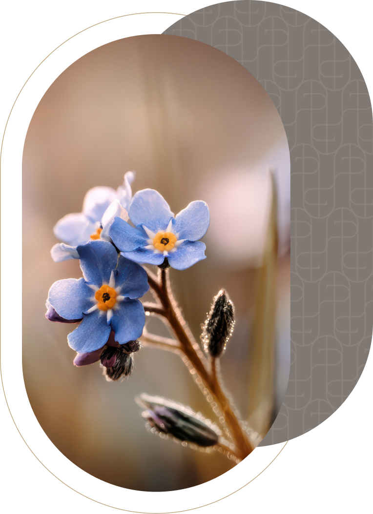 Blaue Vergissmeinnicht-Blüten im warmen Licht