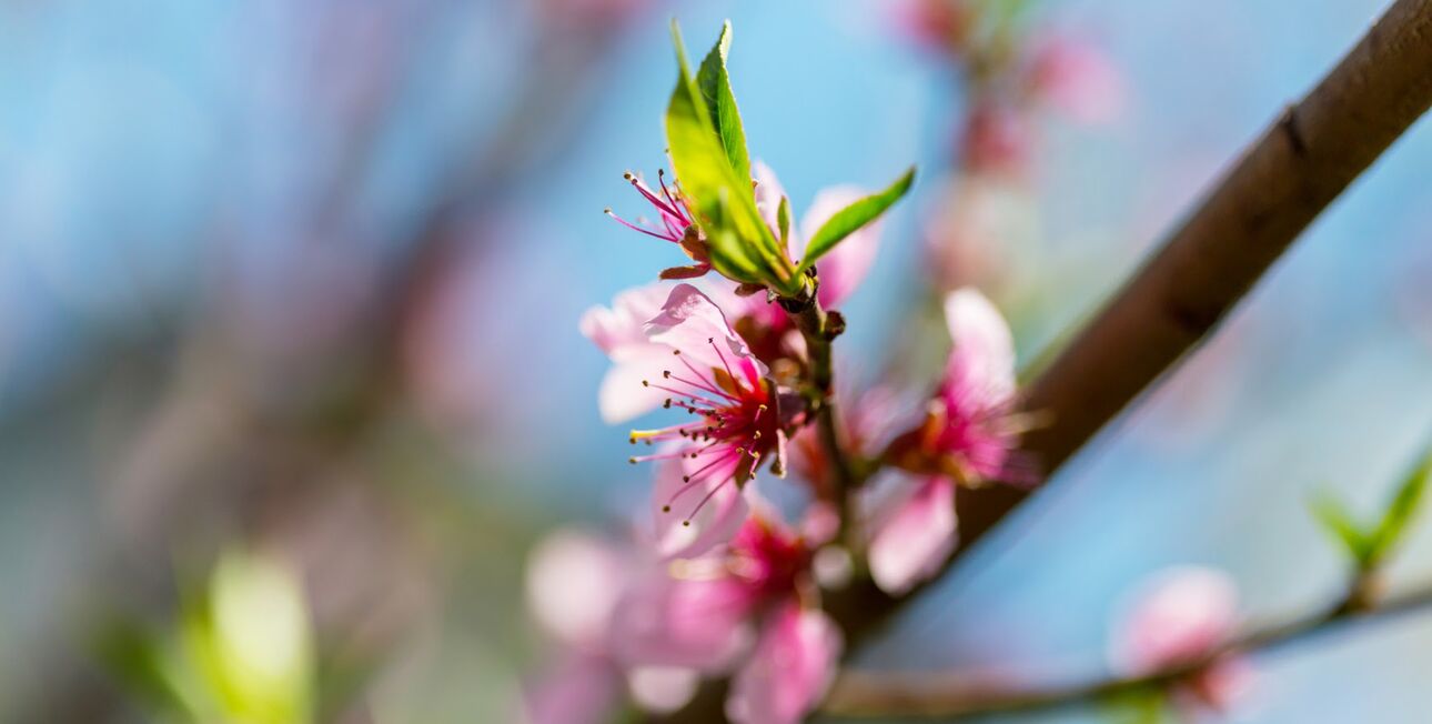 Nahaufnahme einer rosa Baumblüte vor blauem Himmel