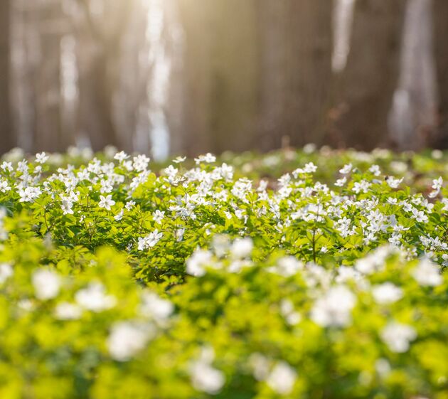 Weiße Waldblumen auf einer Lichtung im Wald