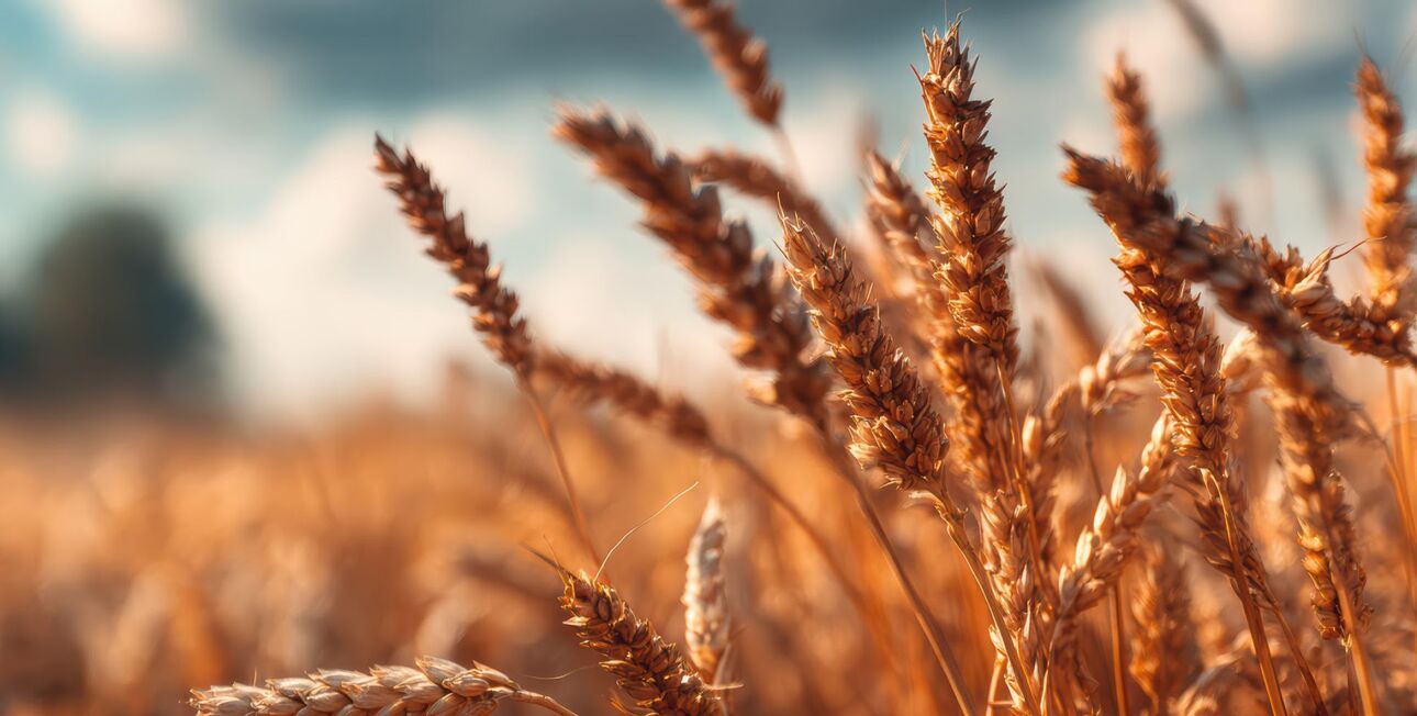 Goldene Weizenähren in einem Feld