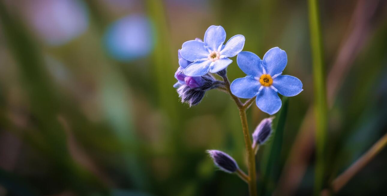 Zwei blaue Vergissmeinnicht-Blüten vor grünem Hintergrund