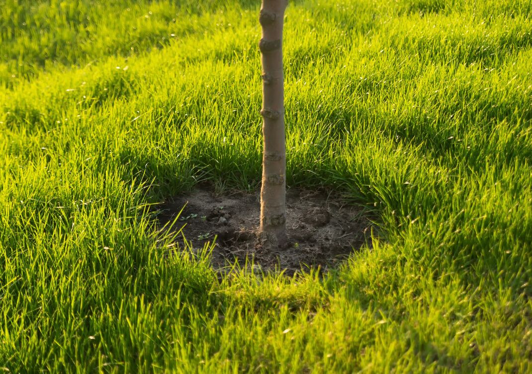 Baumstamm eines jungen Baumes in grüner Wiese